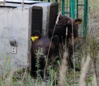 Троих медвежат запустили в Керженский заповедник в Нижегородской области