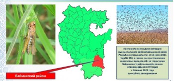 Режим ЧС введён в Башкирии из-за нашествия саранчи