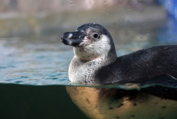 Несколько пингвинов Гумбольдта поселились в нижегородском зоопарке "Лимпопо"