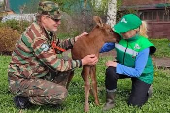 Грибники в Нижегородской области спасли новорождённого лосёнка (ВИДЕО)