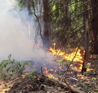 Чрезвычайная пожароопасность лесов ожидается на юге Нижегородской области 29-31 мая