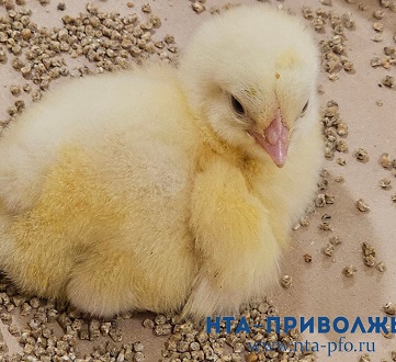 Нижегородская область может повысить самообеспеченность куриным мясом до 100%