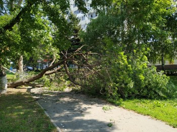 Дерево упало на пенсионерку в Уфе