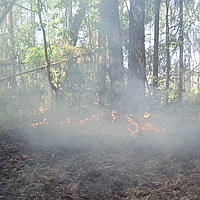 На юге Нижегородской области 6-9 июля сохранится высокая пожароопасность лесов и торфяников 
