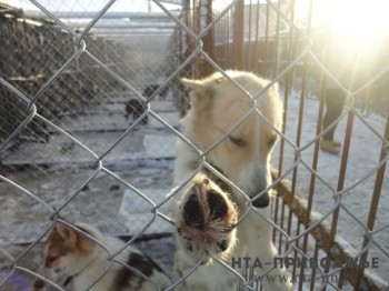 Организатор &quot;концлагеря для собак&quot; в Нижнем Новгороде остался безнаказанным