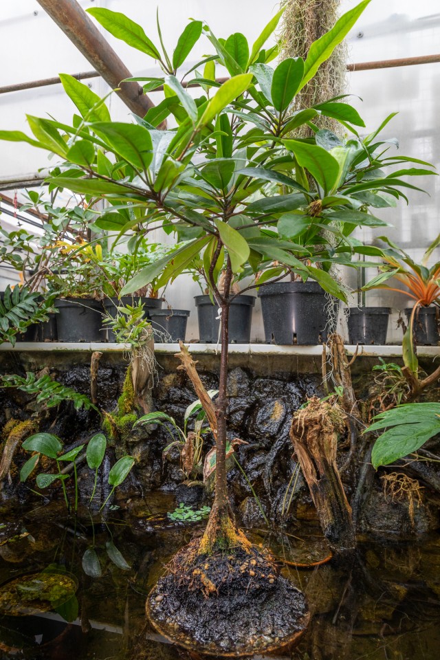 Мангровое дерево впервые зацвело в Ботаническом саду ННГУ