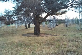 Варвары подпилили 11 уникальных Кужановских лиственниц в Башкирии