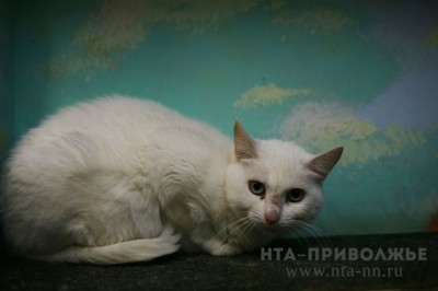 ПФО — самый "кошачий" округ России: в 2025 году пропало почти 32 тыс. питомцев