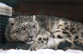 Второго снежного барса привезли в нижегородский зоопарк