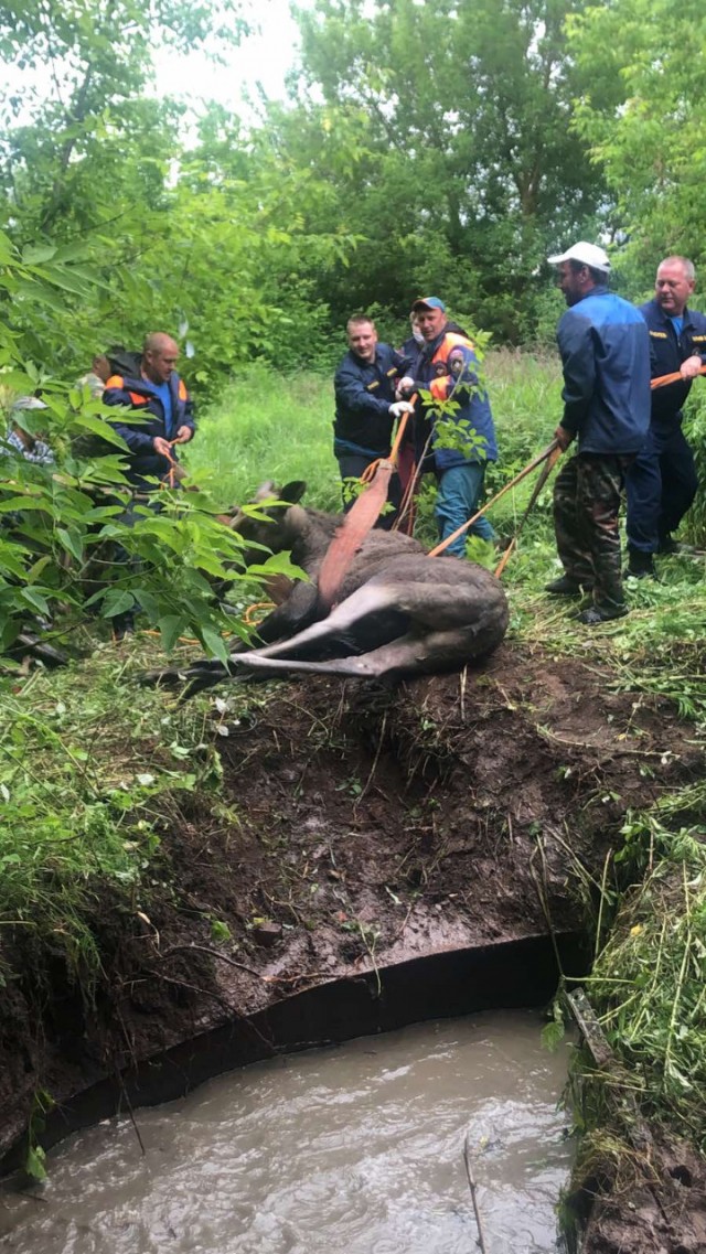 Молодого лося вызволили из металлической емкости на Бору Нижегородской области (ВИДЕО) Молодого лося вызволили из металлической емкости на Бору Нижегородской области (ВИДЕО)