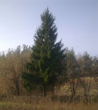 Главная новогодняя елка Н.Новгорода будет установлена на пл. Минина к 15 декабря