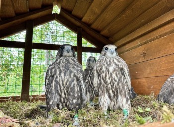 Появления птенцов сокола-балобана ожидают в Казанском зооботосаду в мае