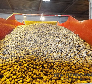 Чувашия экспортировала более 500 тонн картофеля с начала года