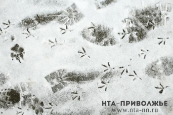 Три температурных рекорда побиты в Нижегородской области