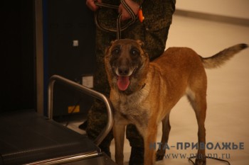 Изображающие пропавших статисты требуются для соревнований кинологов в Кстовском районе Нижнего Новгорода