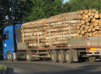 Более 11 тыс. кубометров древесины вывезли из Прикамья без карантинных сертификатов