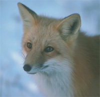 В Нижегородской области на минувшей неделе от укуса лисы пострадал один человек