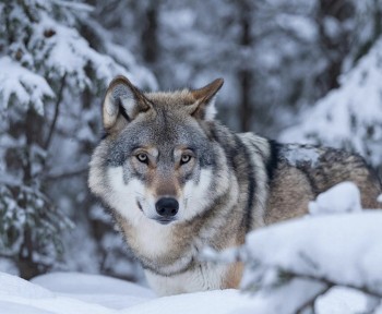 Свыше 170 волков добыли охотники Кировской области в 2025 году