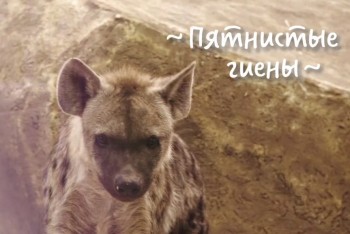 Имена для пятнистых гиен выбирают в Пермском зоопарке