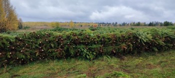 Порядка 4 тыс. рождественских деревьев отгрузили из Прикамья