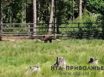 9 кабанов отстрелят в Нижегородской области