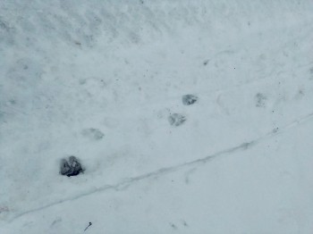 Волки напали на собак в Шахунском районе Нижегородской области