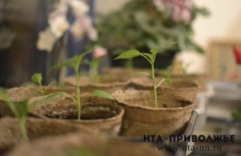 Аграрии Чувашии получат 150 млн рублей поддержки по гранту "Перспектива"