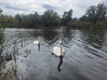 Двух лебедей из Саратовской области доставили в Анапу поездом