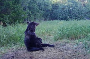 Сезон охоты на медведя открывается в Нижегородской области с 1 августа