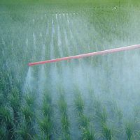 Нижегородский Россельхознадзор выявил случаи продажи незарегистрированных пестицидов в Дзержинске