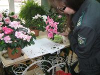 Карантинный объект - цветочный трипс обнаружен в хризантемах, привезенных в Нижегородскую область из Москвы