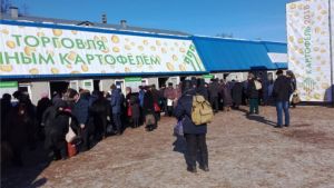 Более 24 тонн семенного картофеля реализовано в первый день отраслевой выставки "Картофель-2018" в Чебоксарах