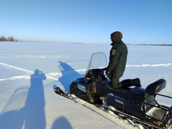 Ежегодный зимний учет диких животных начался в Нижегородской области