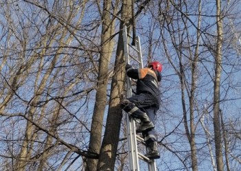 Котопес в беде: спасатели помогли застрявшим коту и собаке в Башкирии