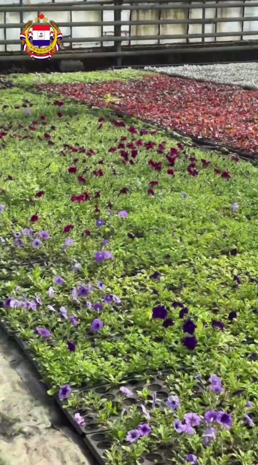 Клумбы Саранска украсят 630 тыс. цветов