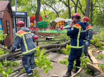 Дерево насмерть придавило женщину и ребёнка в саратовском парке