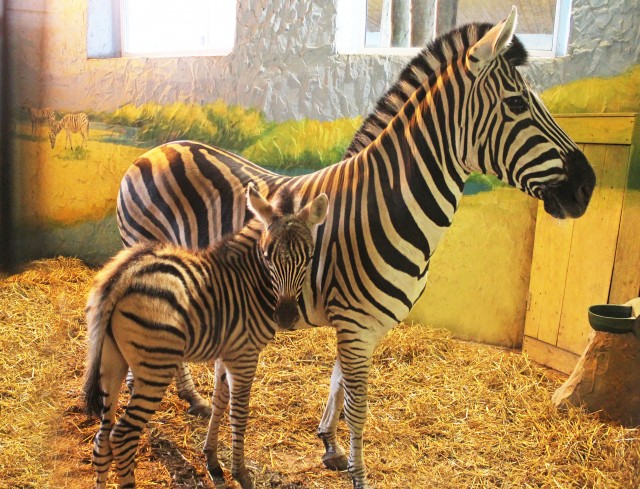 Пополнение в семействе зебр произошло в нижегородском зоопарке "Лимпопо"