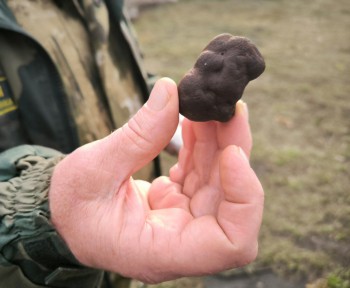 Самый дорогой гриб в мире — трюфель — нашли в Саратовской области Самый дорогой гриб в мире — трюфель — нашли в Саратовской области