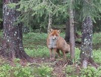 В Воротынском районе до 24 января установлен карантин по бешенству