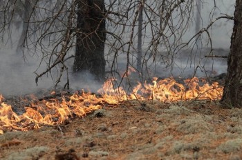 Лесной пожар в Воротынском районе приблизился к Керженскому заповеднику на 25 км