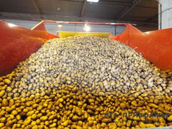 Уборка овощей открытого грунта и картофеля началась в Оренбуржье