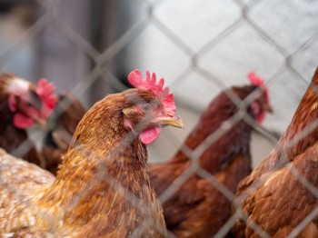 Экспорт куриного мяса в Китай, Вьетнам и страны Персидского залива намерены наладить в Мордовии