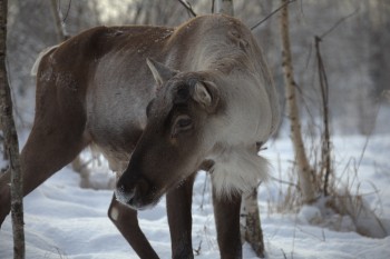 Северные олени в Керженском заповеднике Нижегородской области начали сбрасывать рога