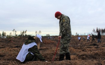 Горельник в Воротынском районе Нижегородской области засадили 12 тыс. саженцев