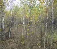 В Нижегородской области планируется построить селекционный комплекс для подготовки лесопосадочного материала