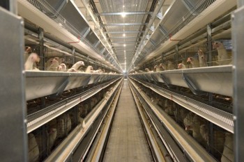 Почти 900 тысяч евро понадобилось на модернизацию цеха птицефабрики в Советске Кировской области