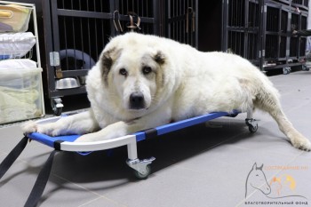 Пёс с ожирением Кругетс в Нижнем Новгороде похудел до 64 кг