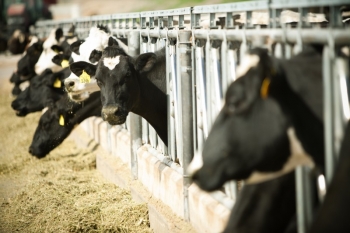 Мясо-молочный товарный комплекс и центр по производству козьего молока появятся в Нижегородской области