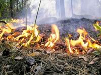 Пожарные десантники из Барнаула вылетели на тушение лесных пожаров в Выксунском районе 