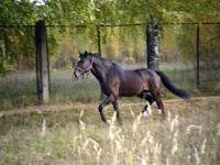 В Ветлужском и Княгининском районах зафиксирована инфекционная анемия лошадей 